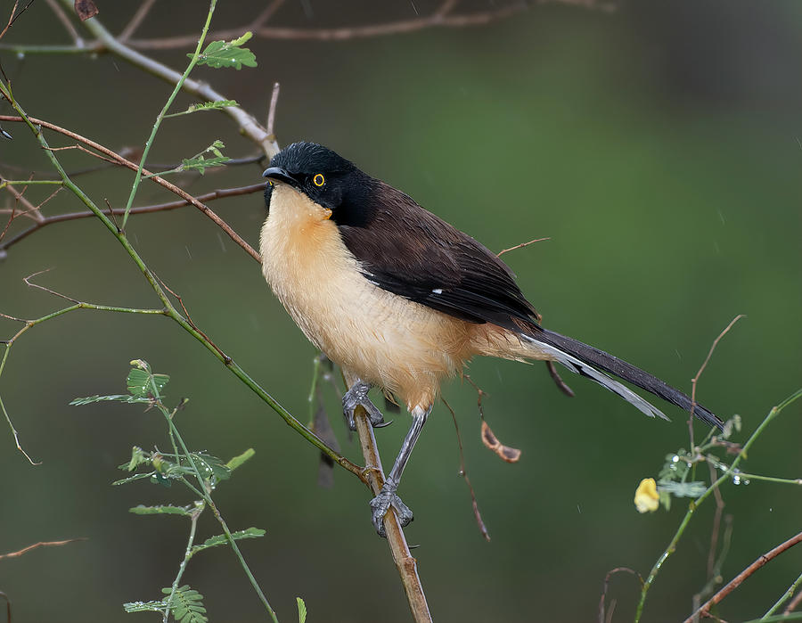 Black-capped Donacobius Photograph by Wade Aiken