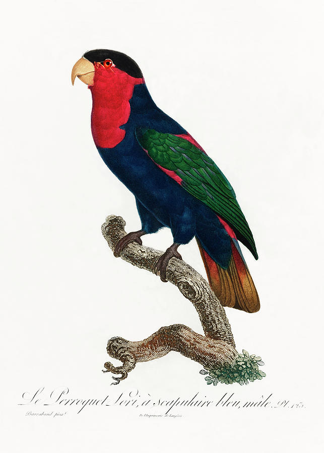 Black Capped Lory Mixed Media by World Art Collective