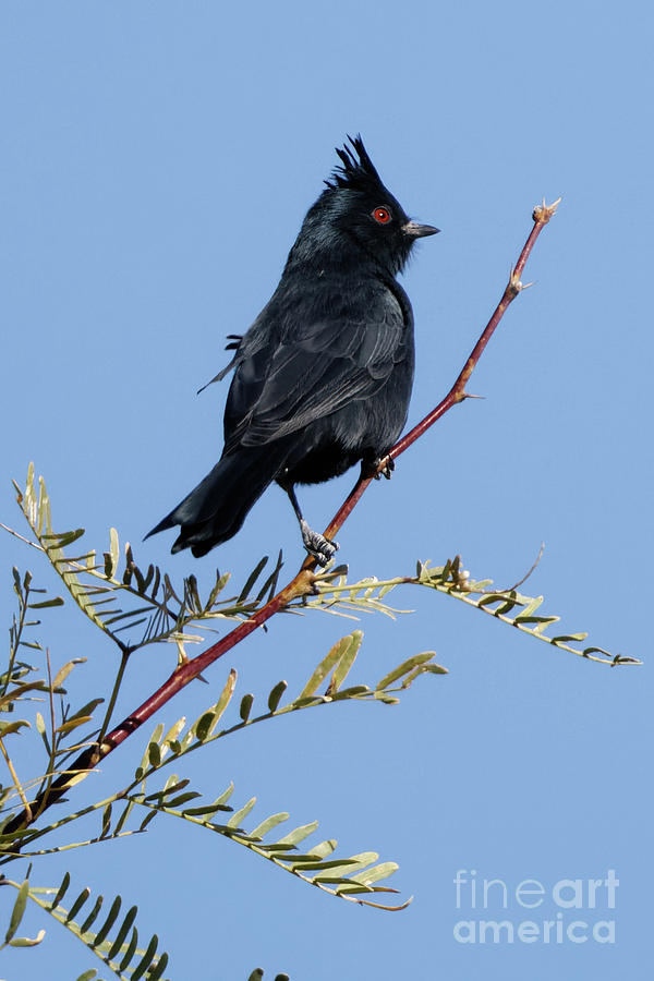 Black Cardinal in Nevada Photograph by Natural Focal Point Photography