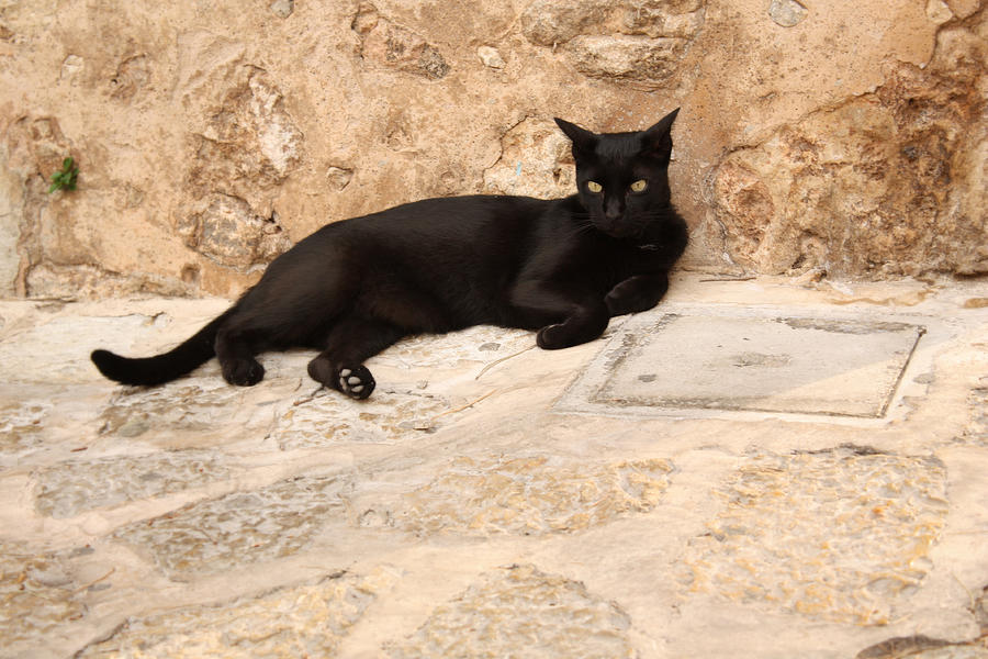 Black cat Photograph by © Esther Moliné