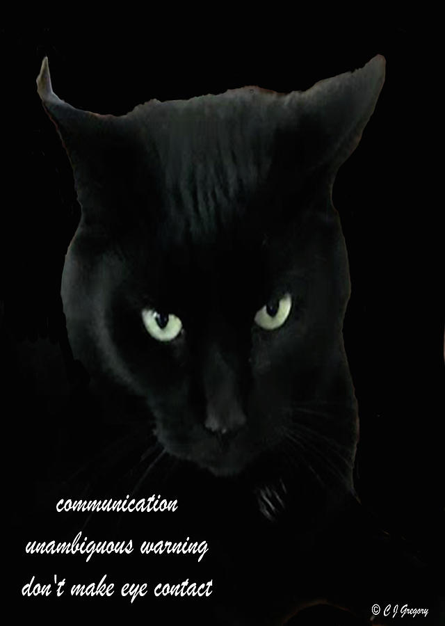 Black Cat Apparel Haiku Photograph by Constantine Gregory