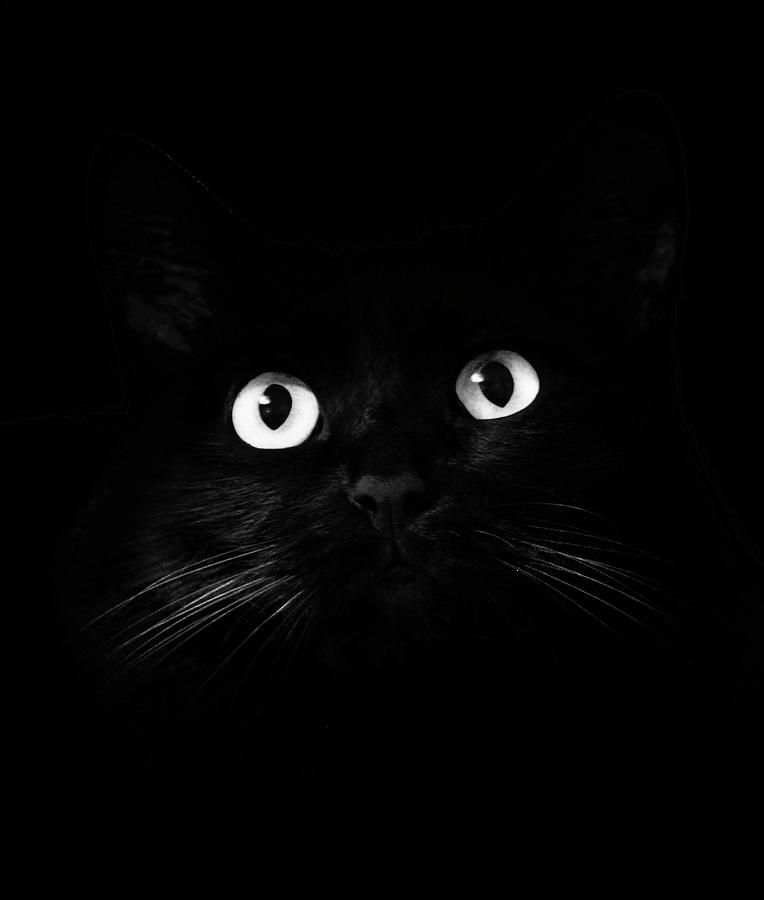 Black Cat Beauty Photograph by Sue Nordic - Fine Art America