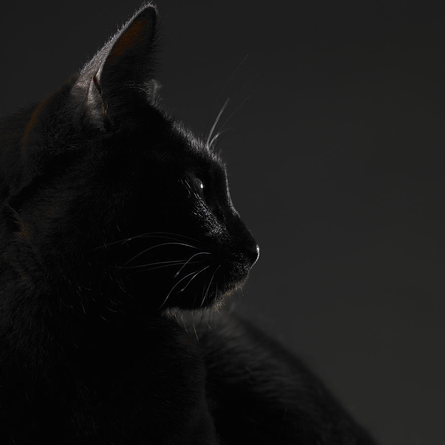 Black cat, close-up Photograph by Dougal Waters