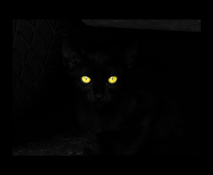 Black cat, close-up of yellow eyes Photograph by Antonello