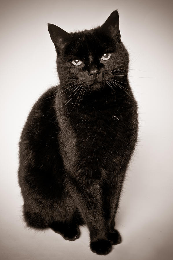 Black cat Photograph by Dav