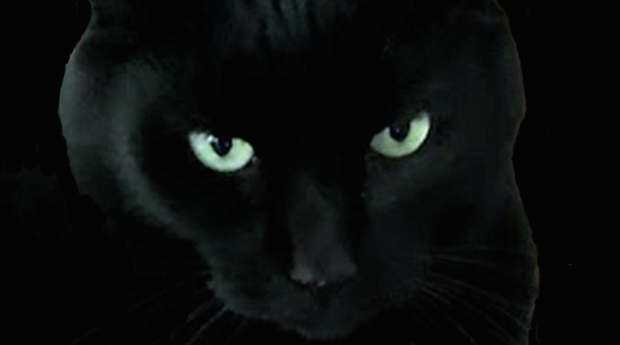 Black Cat Eyes Photograph by Constantine Gregory