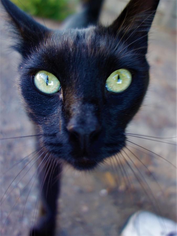 Black Cat Photograph by Galen Varvares - Fine Art America