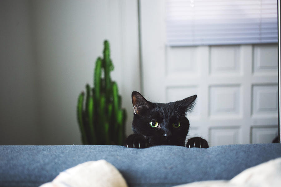 Black cat in living room peeking over arm rest of sofa Photograph by Bryantscannell
