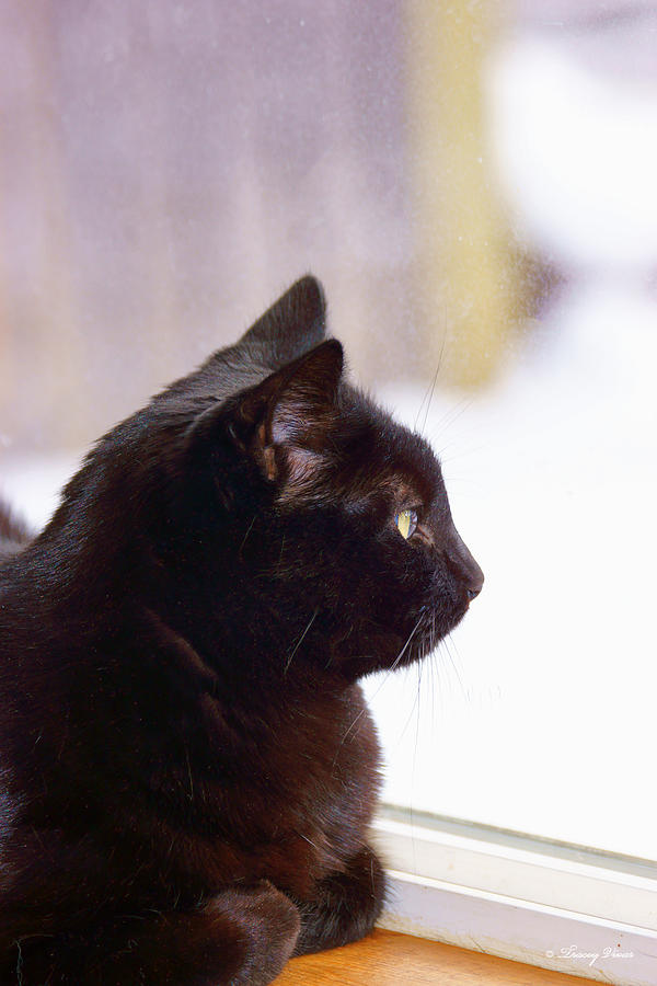 Black Cat in the Window Photograph by Tracey Vivar