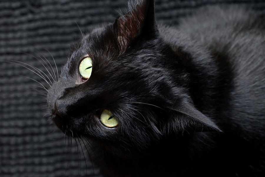 Black Cat on a Black Mat close up Photograph by Katherine Nutt
