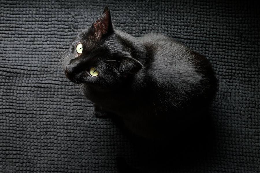 Black Cat on a Black Mat Photograph by Katherine Nutt