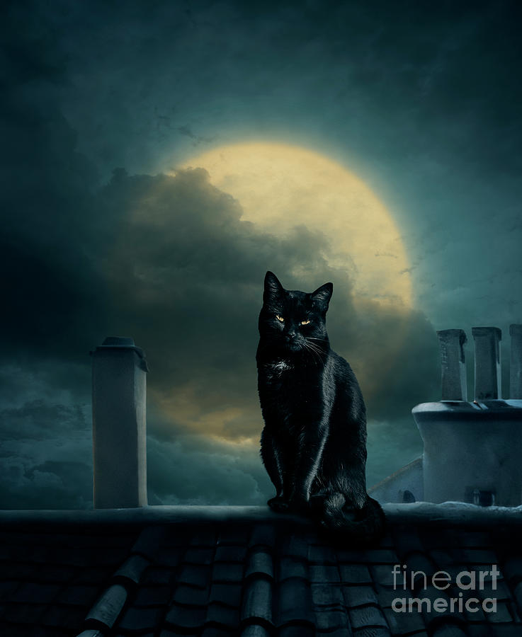 Black cat on roof and full moon. Scary halloween design Photograph by Jelena Jovanovic