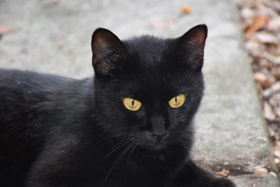 Black Cat Portrait Photograph by Christopher Mercer