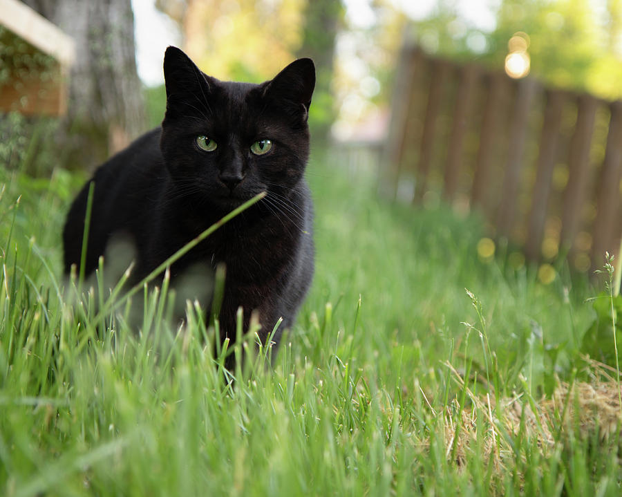 Black Cat Portrait Outdoors in the Summer Photograph by Ashley Swanson ...