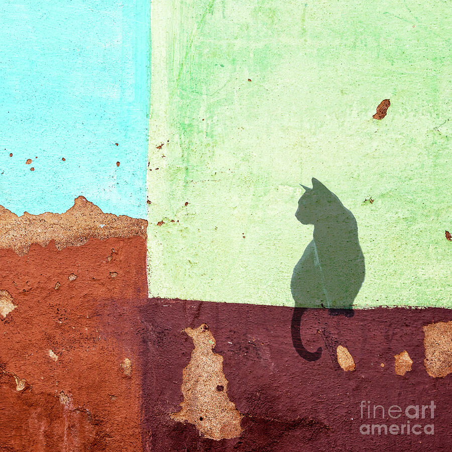 Black cat sitting on a wall Photograph by Delphimages Photo Creations
