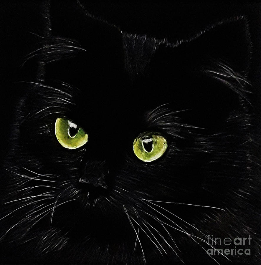 Black Cat Drawing by Terri Mills