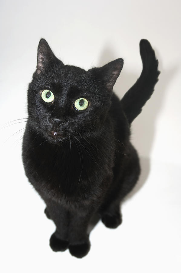 Black cat Photograph by Thinkstock Images