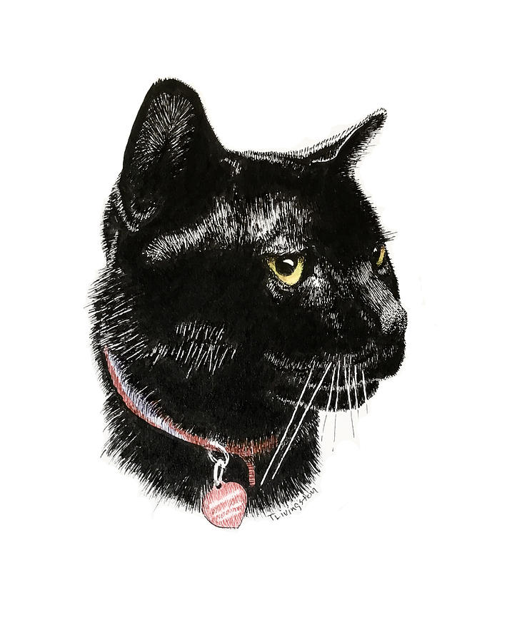 Black Cat Drawing by Timothy Livingston