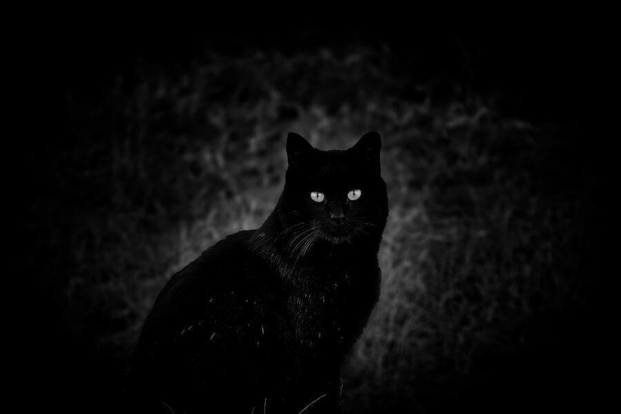 Black Cat Photograph by TJ Baccari - Fine Art America