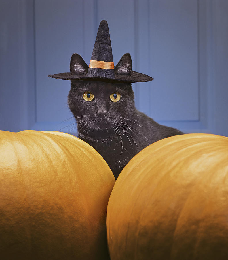 Black cat wearing witchs hat amongst pumpkins Photograph by GK Hart/Vikki Hart