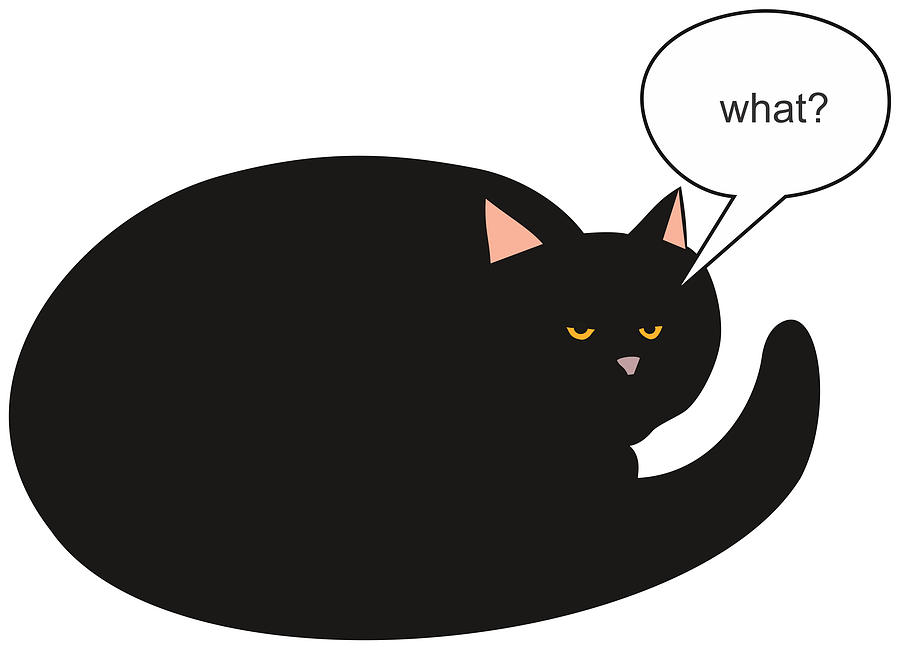 Cat Digital Art - Black Cat - What? by Trevor Irvin