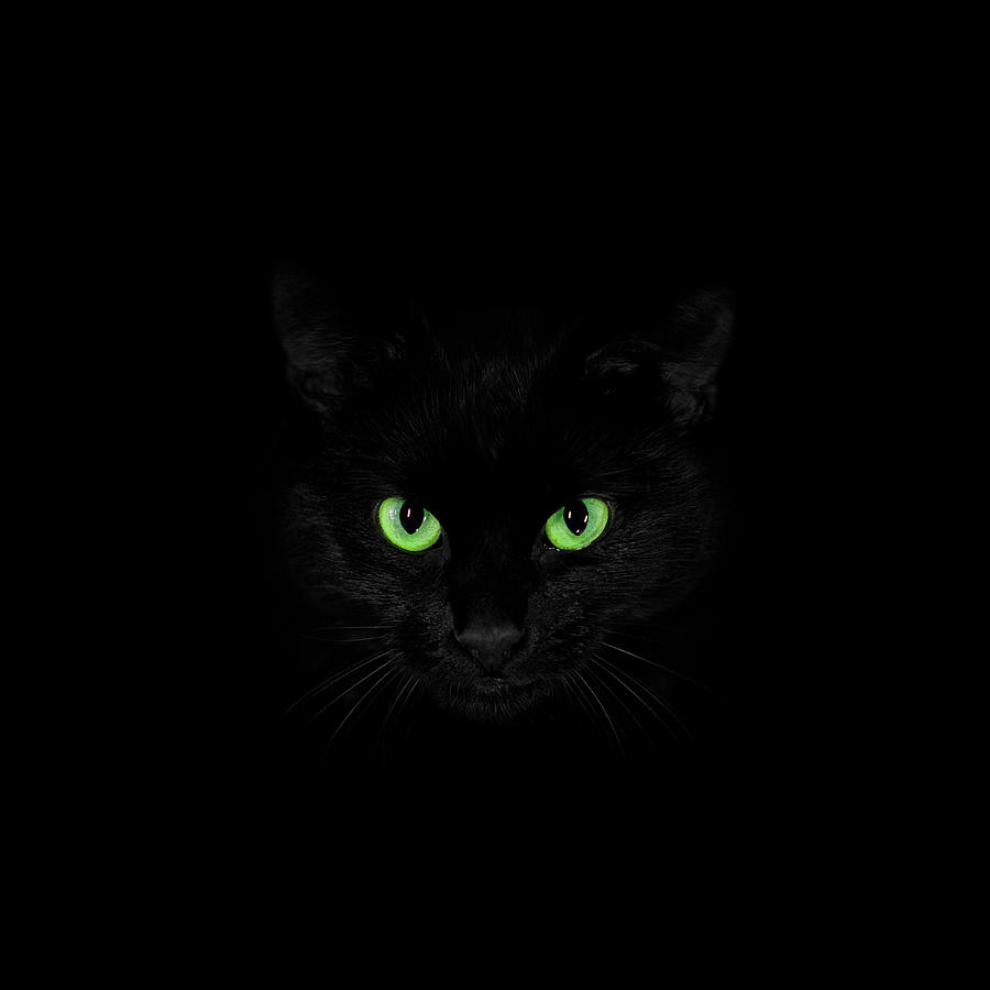 Panther Black Cat Green Eyes Canvas Art Poster Print Home Wall Decor