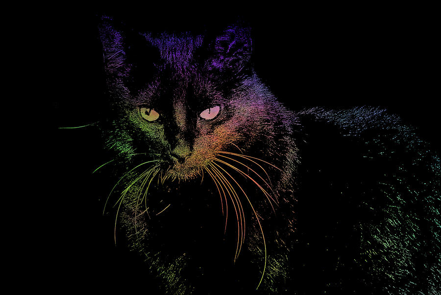 Black Cat with Plasma Textures Digital Art by Katherine Nutt