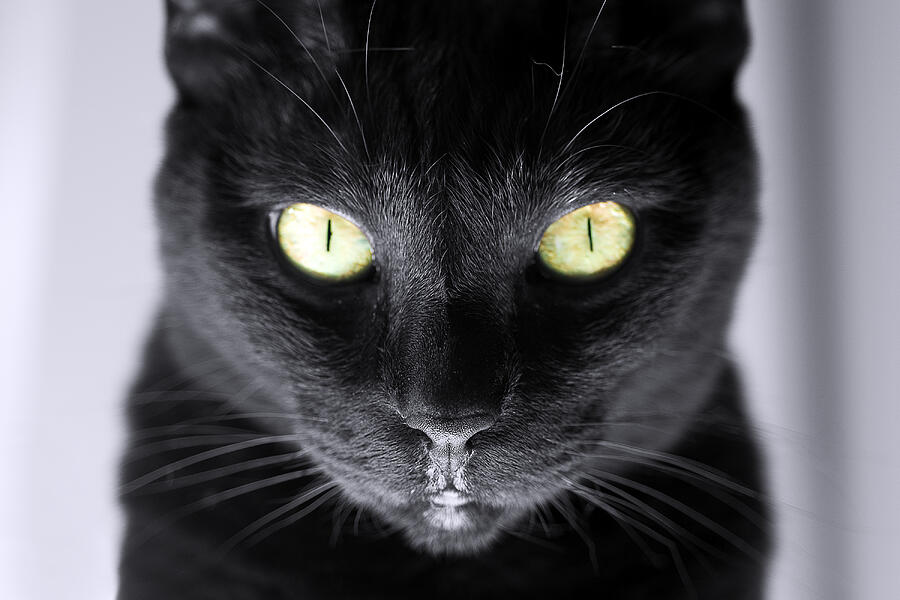 Black Cat with Yellow Eyes, Portrait with Extreme Detail of Whiskers and Nose Photograph by James Denk
