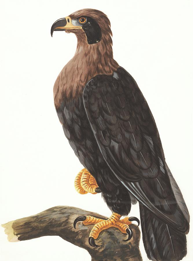 Black cheeked Eagle. Painting by MotionAge Designs