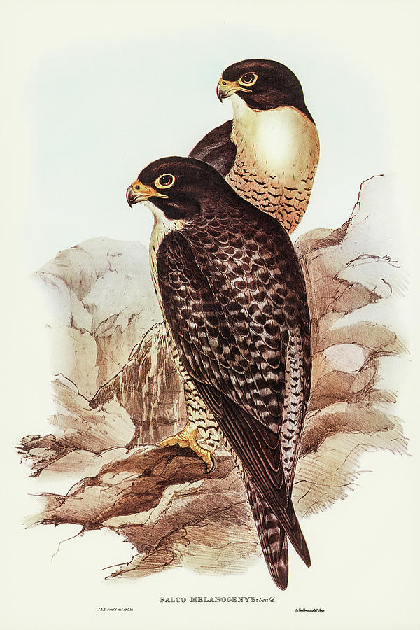 John Gould Drawing - Black-cheeked Falcon, Falco melanogenys by John Gould