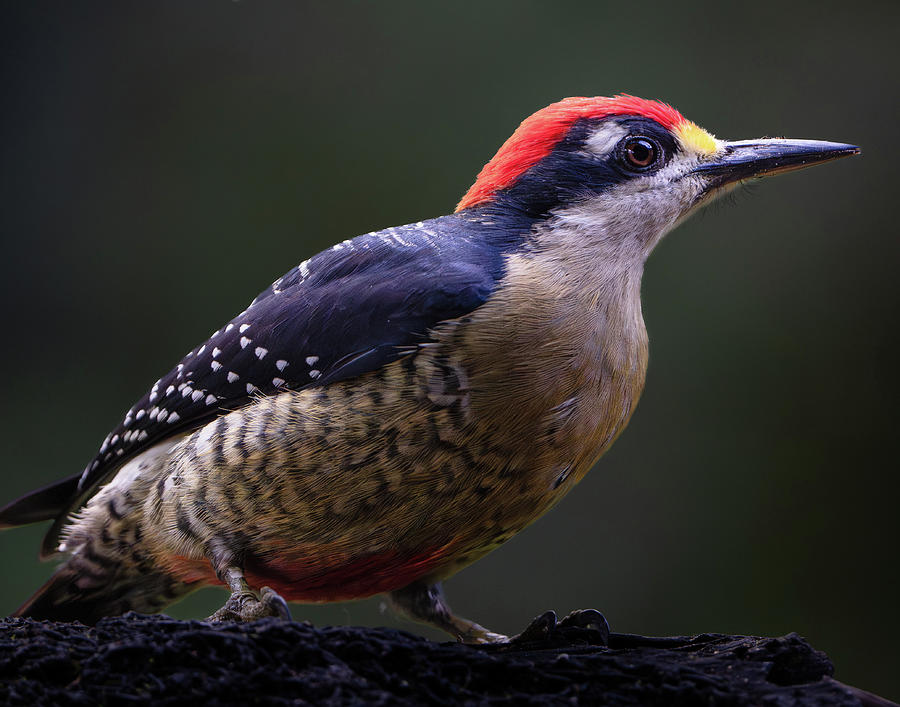 Black-cheeked Woodpecker 2 Photograph by Mary Catherine Miguez