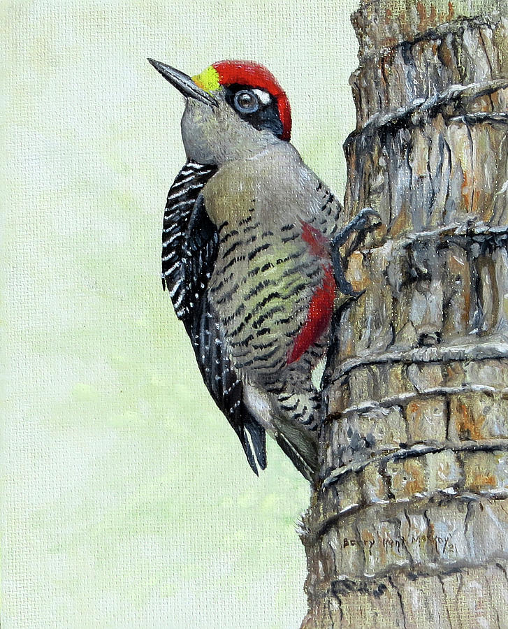 Black-cheeked Woodpecker Painting by Barry Kent MacKay