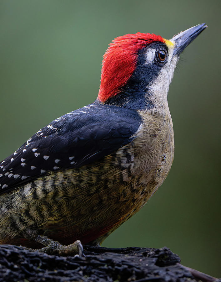 Black-cheeked Woodpecker Photograph by Mary Catherine Miguez