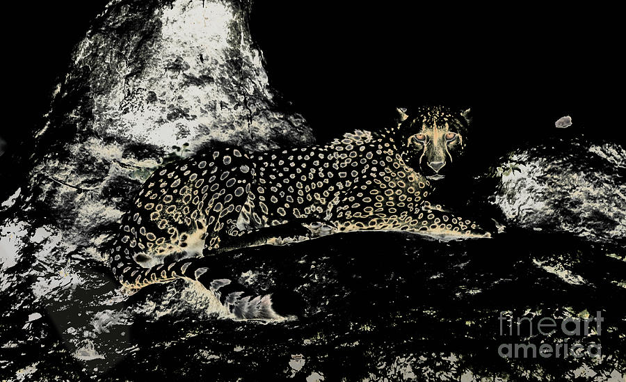 Black Cheetah, Termite Mound. Photograph by Tom Wurl