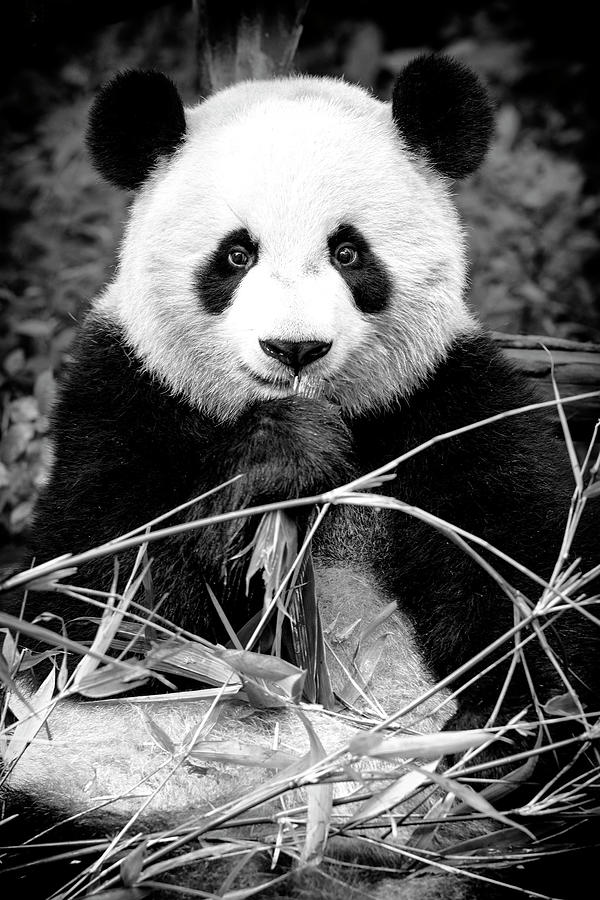 Black China Series - Giant Panda I I Photograph by Philippe HUGONNARD