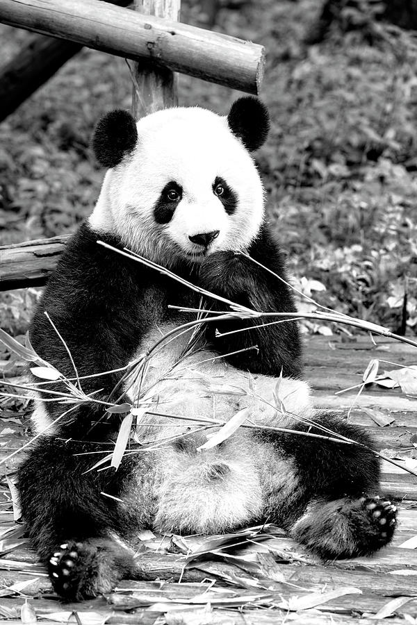 Black China Series - Giant Panda I Photograph by Philippe HUGONNARD
