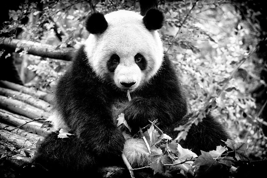 Black China Series - Giant Panda I X Photograph by Philippe HUGONNARD