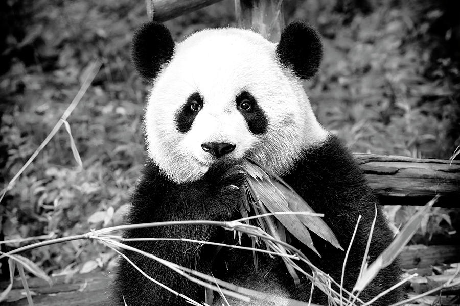 Black China Series - Giant Panda Photograph by Philippe HUGONNARD