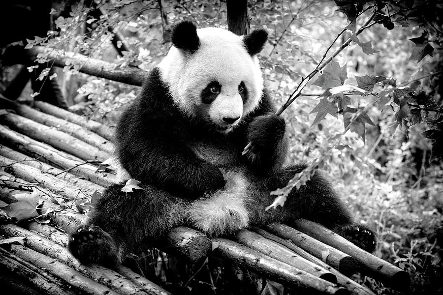 Black China Series - Giant Panda V I Photograph by Philippe HUGONNARD