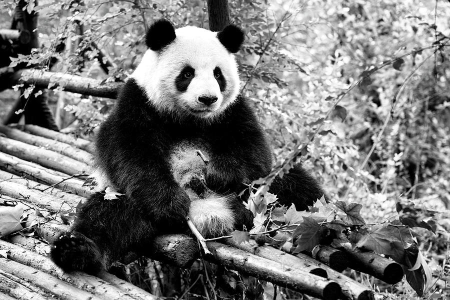 Black China Series - Giant Panda X I Photograph by Philippe HUGONNARD