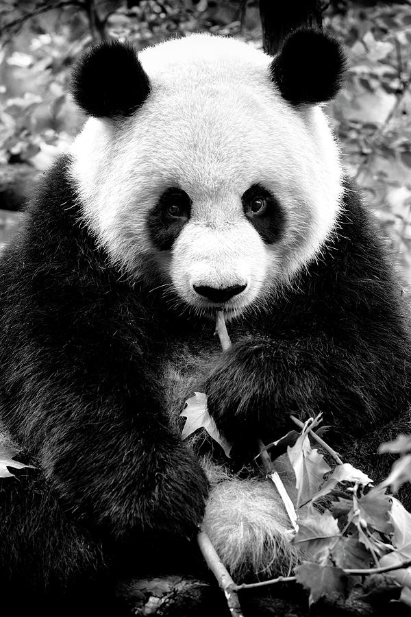 Black China Series - Giant Panda X Photograph by Philippe HUGONNARD