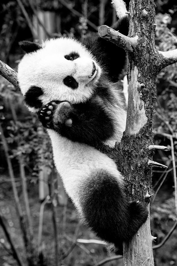 Black China Series - Hello Panda Photograph by Philippe HUGONNARD