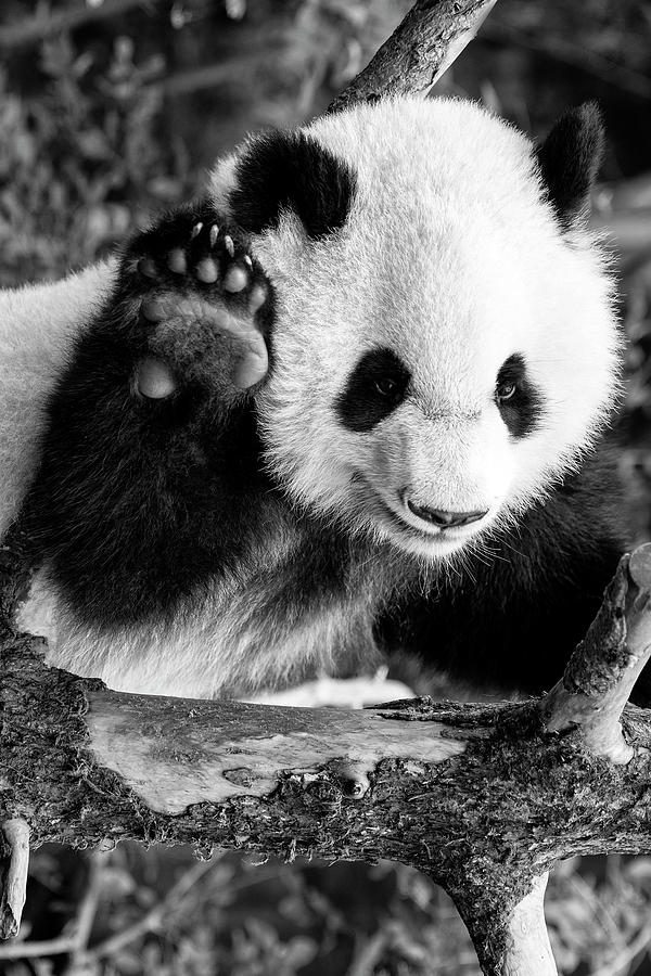 Black China Series - Just Hello Panda Photograph by Philippe HUGONNARD