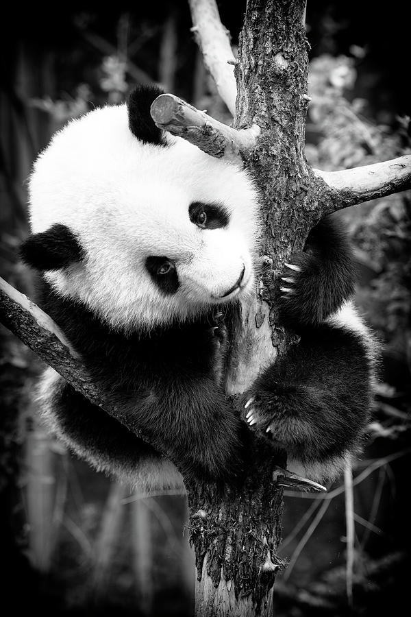 Black China Series - Lovely Young Panda Photograph by Philippe HUGONNARD