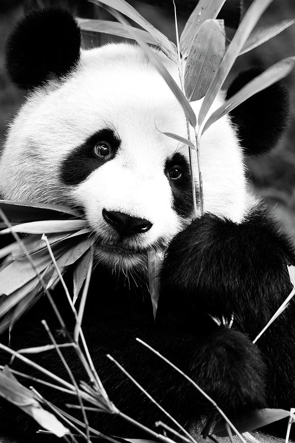 Black China Series - Panda I Photograph by Philippe HUGONNARD