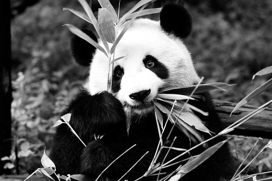 Black China Series - Panda Photograph by Philippe HUGONNARD