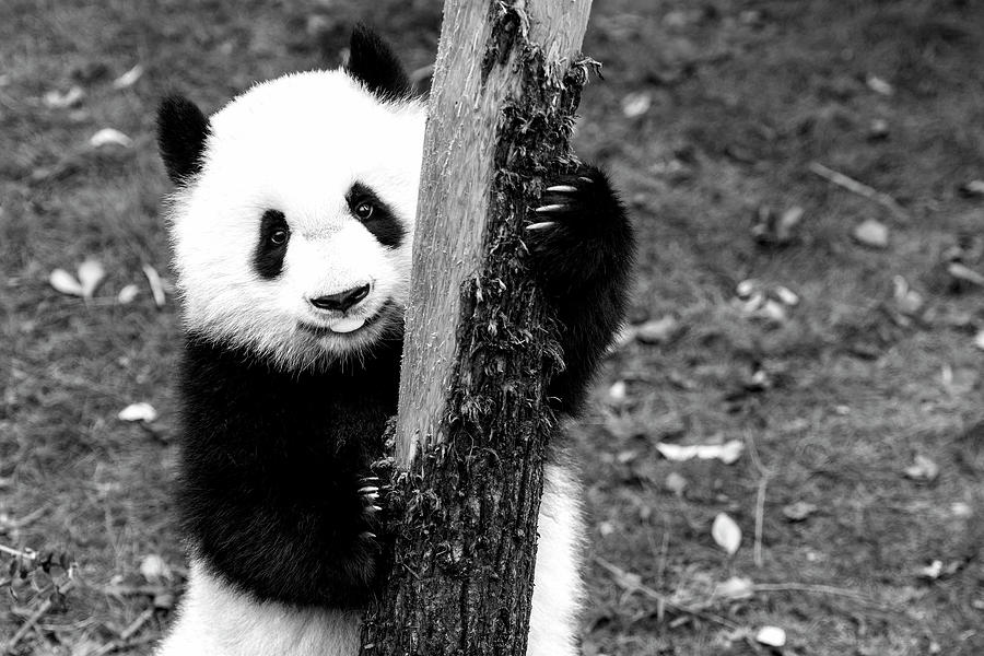 Black China Series - The Young Panda I Photograph by Philippe HUGONNARD
