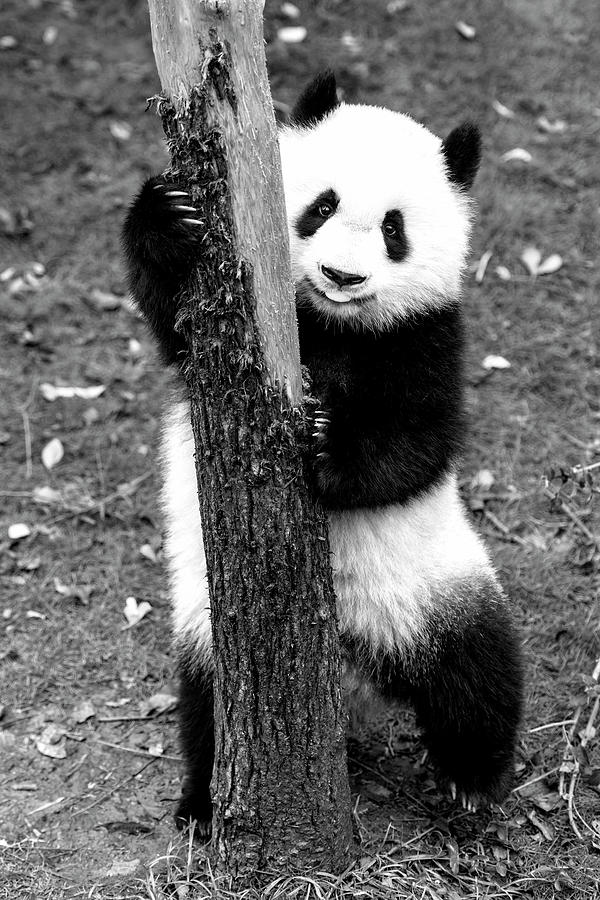 Black China Series - The Young Panda Photograph by Philippe HUGONNARD
