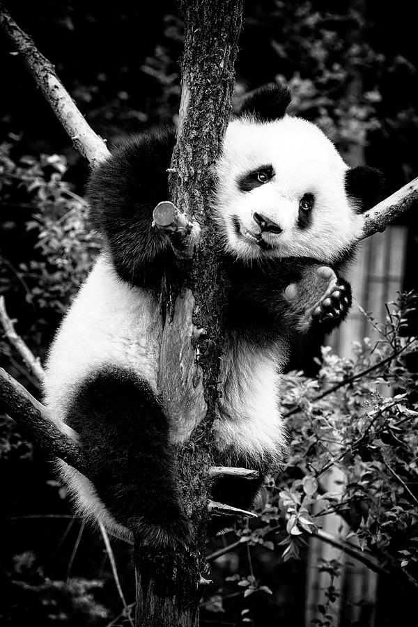 Black China Series - Young Panda Photograph by Philippe HUGONNARD