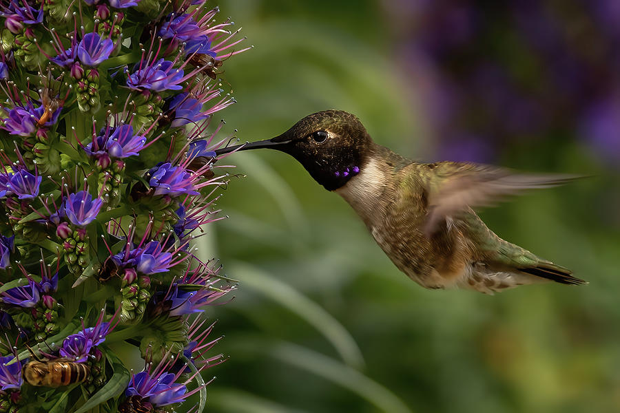 Bird Photograph - Black-chinned Hummingbird 2 by MaryJane Sesto